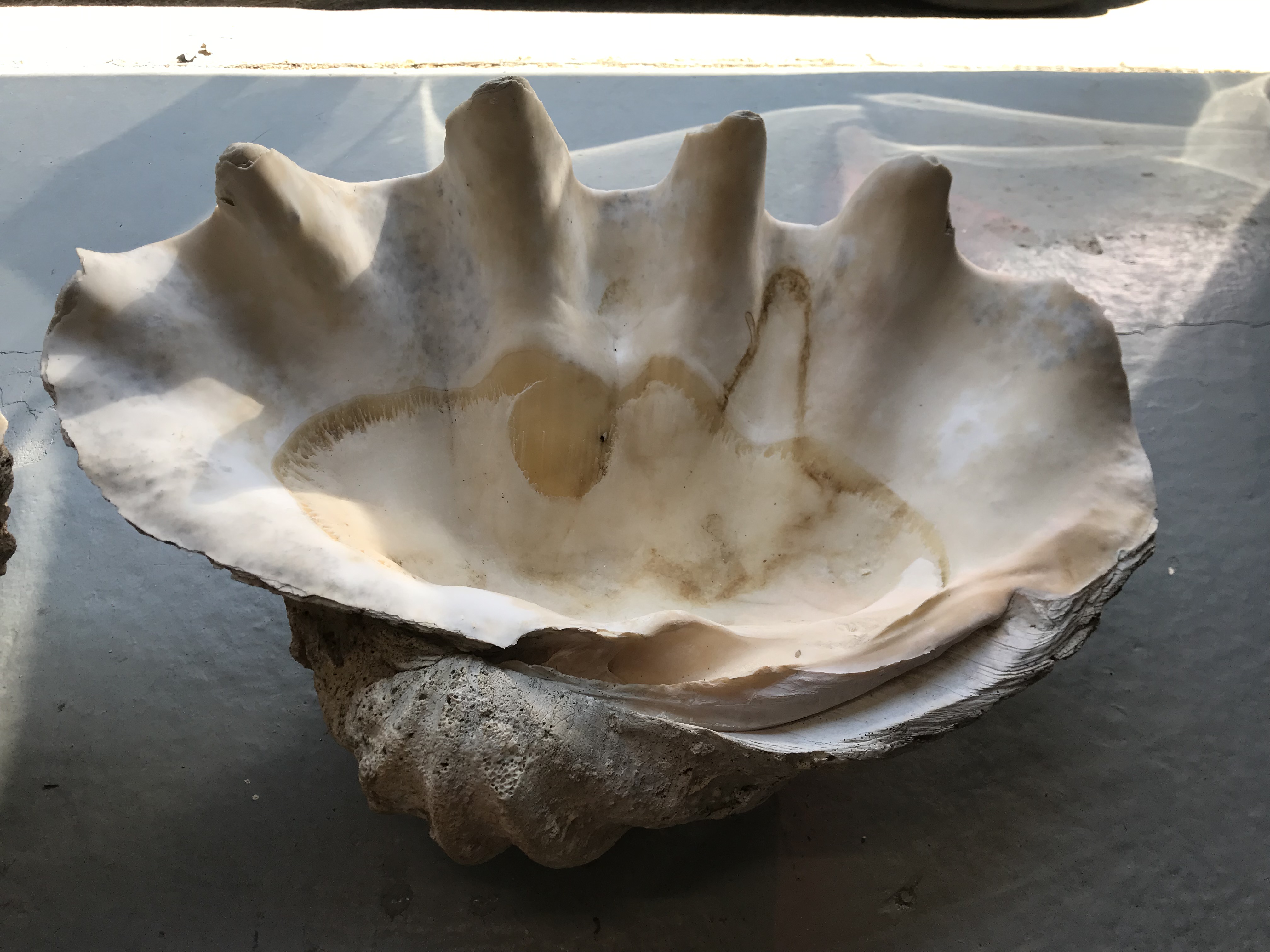 Two Giant Clam Shells Shapiro Auctioneers