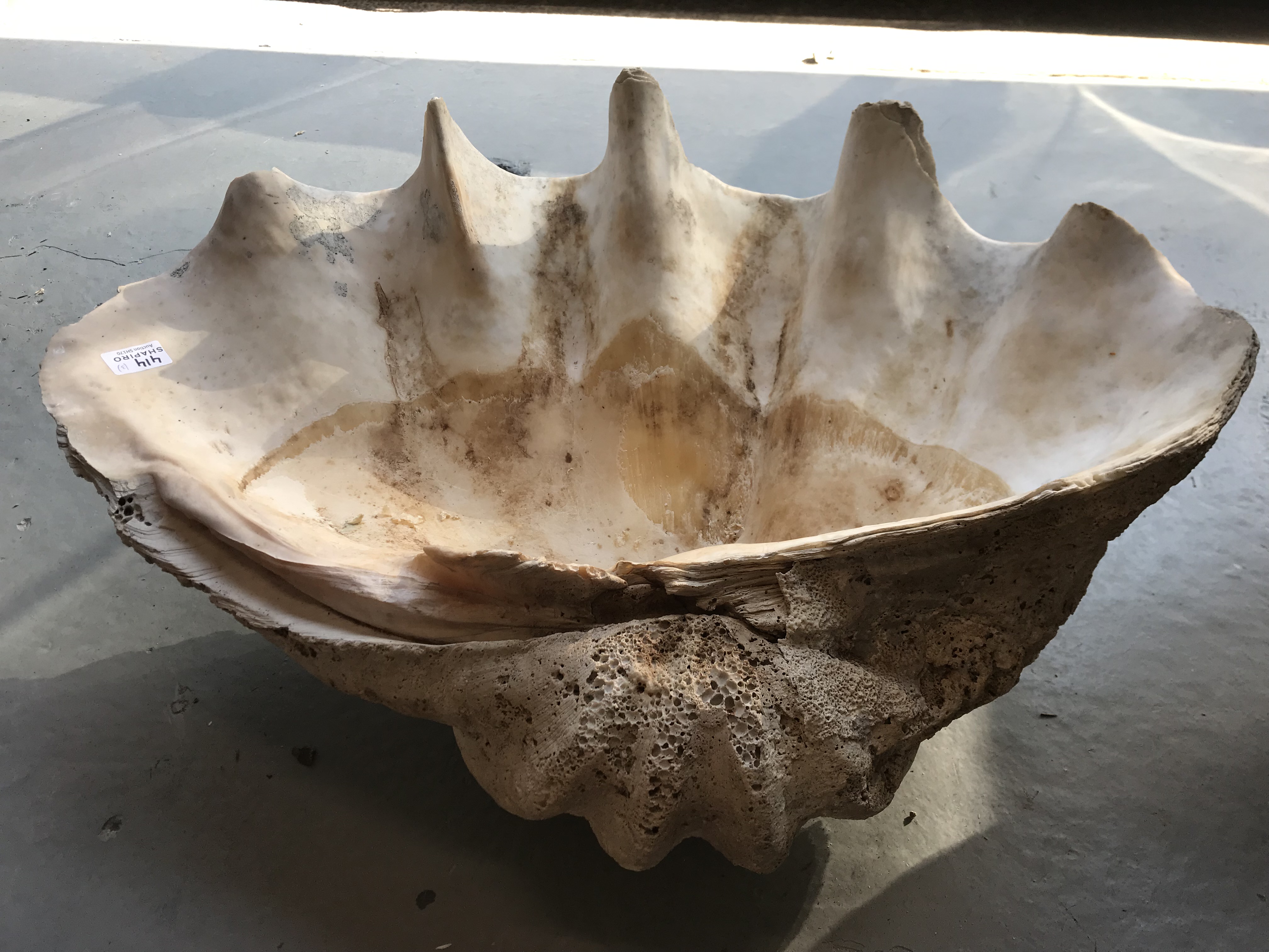 Giant Clam Shells for Sale Australia